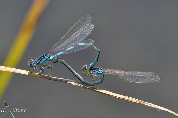 Gabel-Azurjungfer (Coenagrion scitulum)